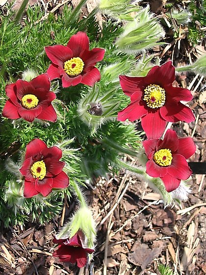 Превью изображения