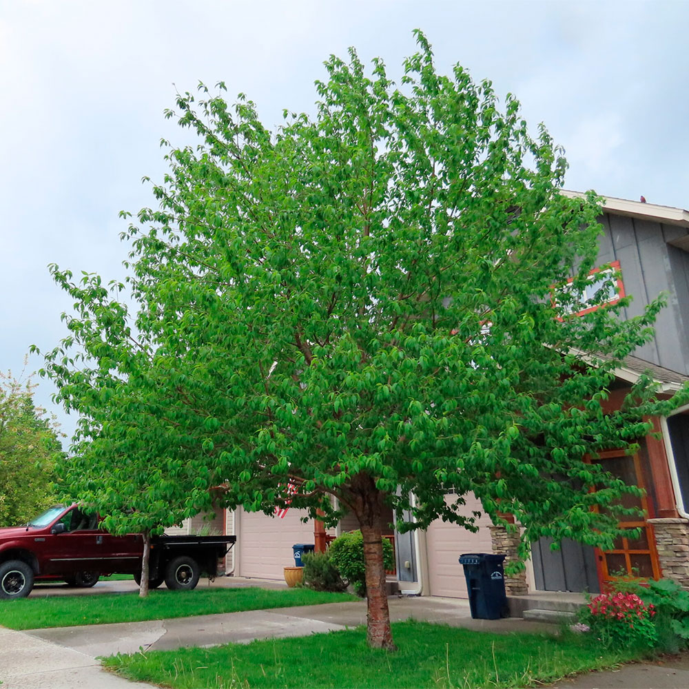 Превью изображения