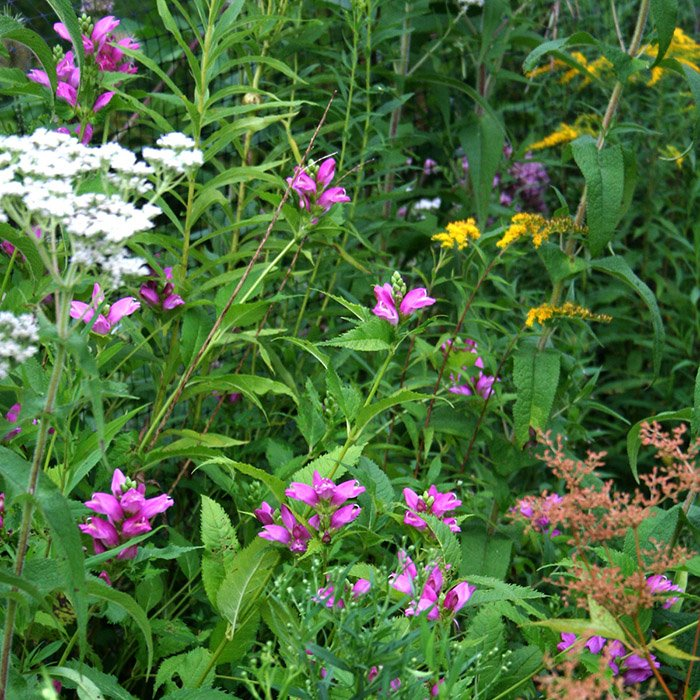 Превью изображения