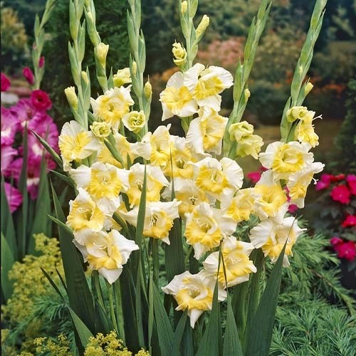 Превью изображения