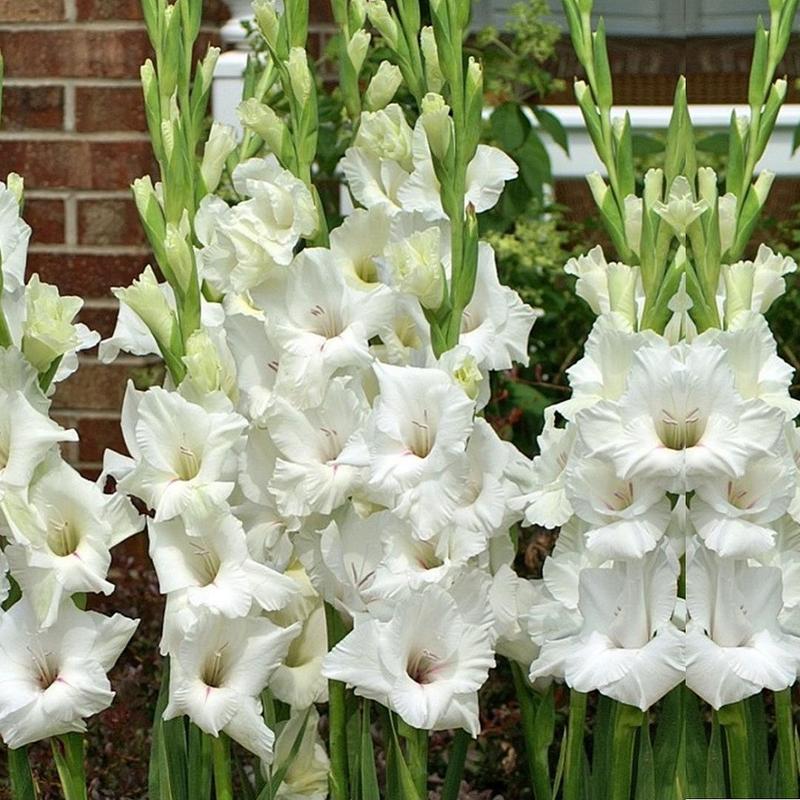 Превью изображения