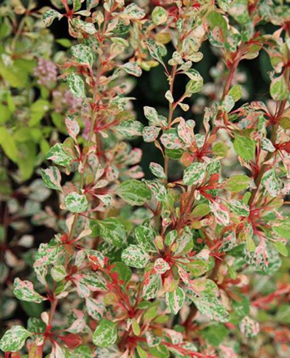 Превью изображения