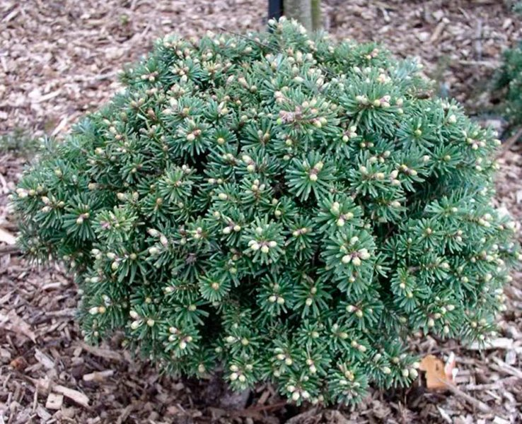 Превью изображения