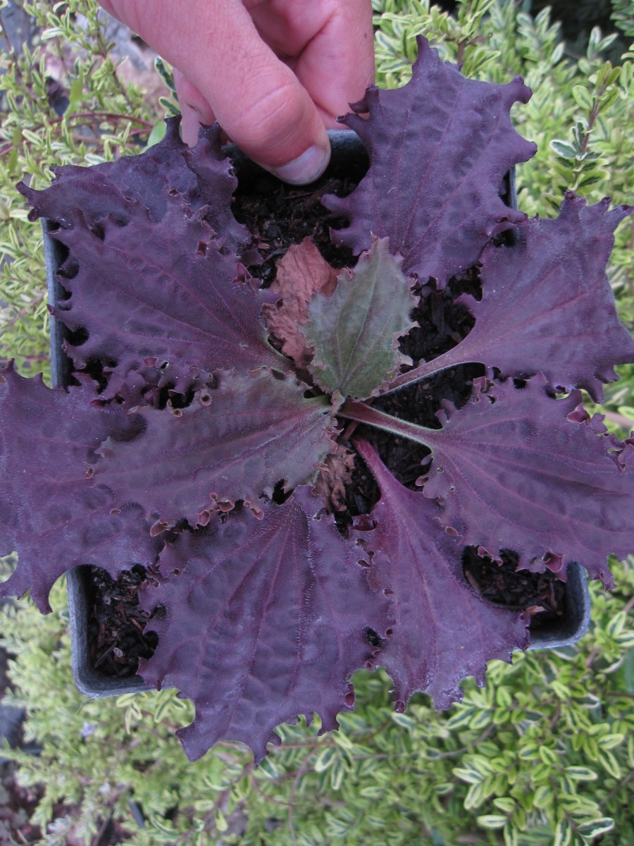 Превью изображения