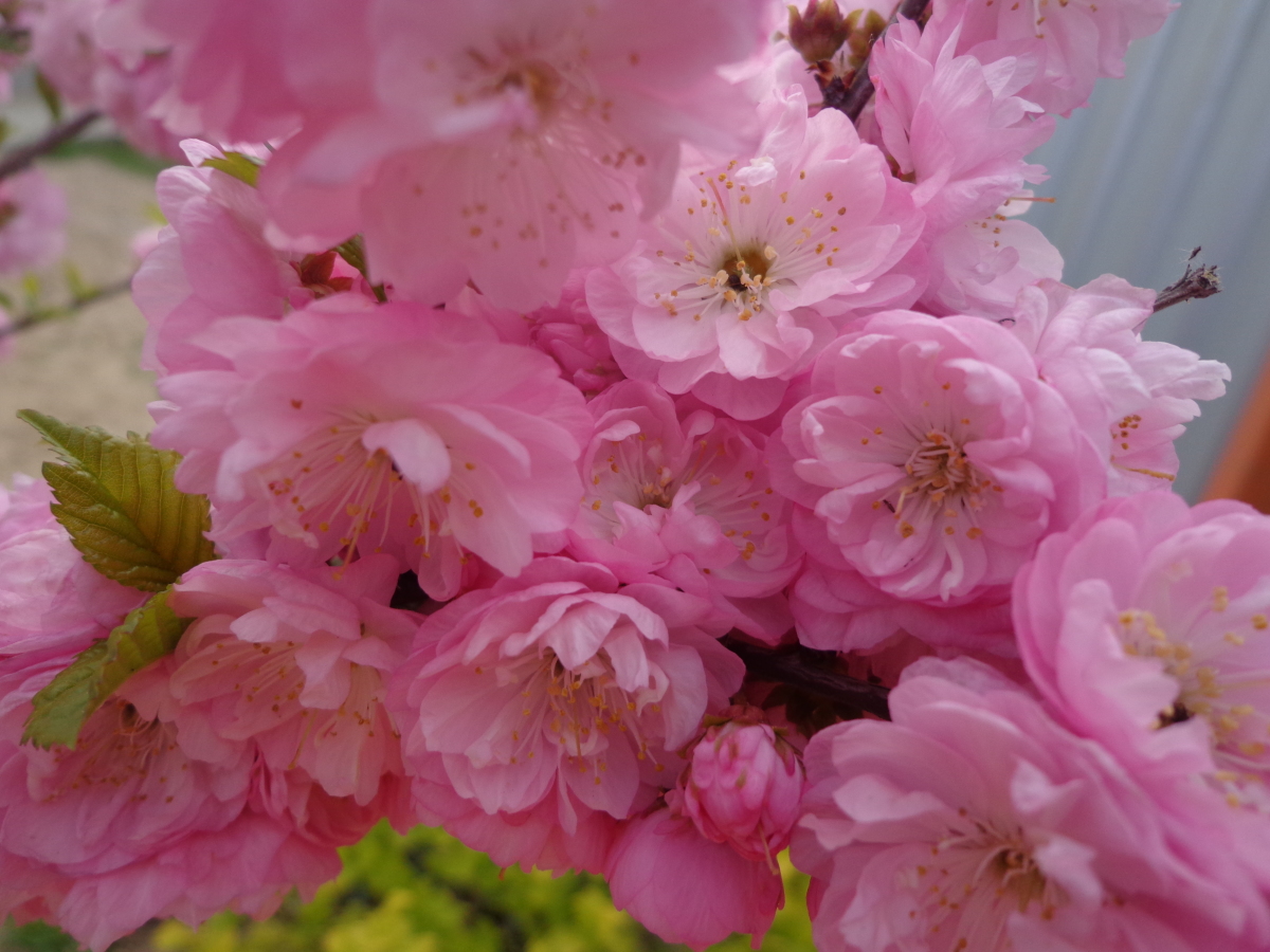 Превью изображения