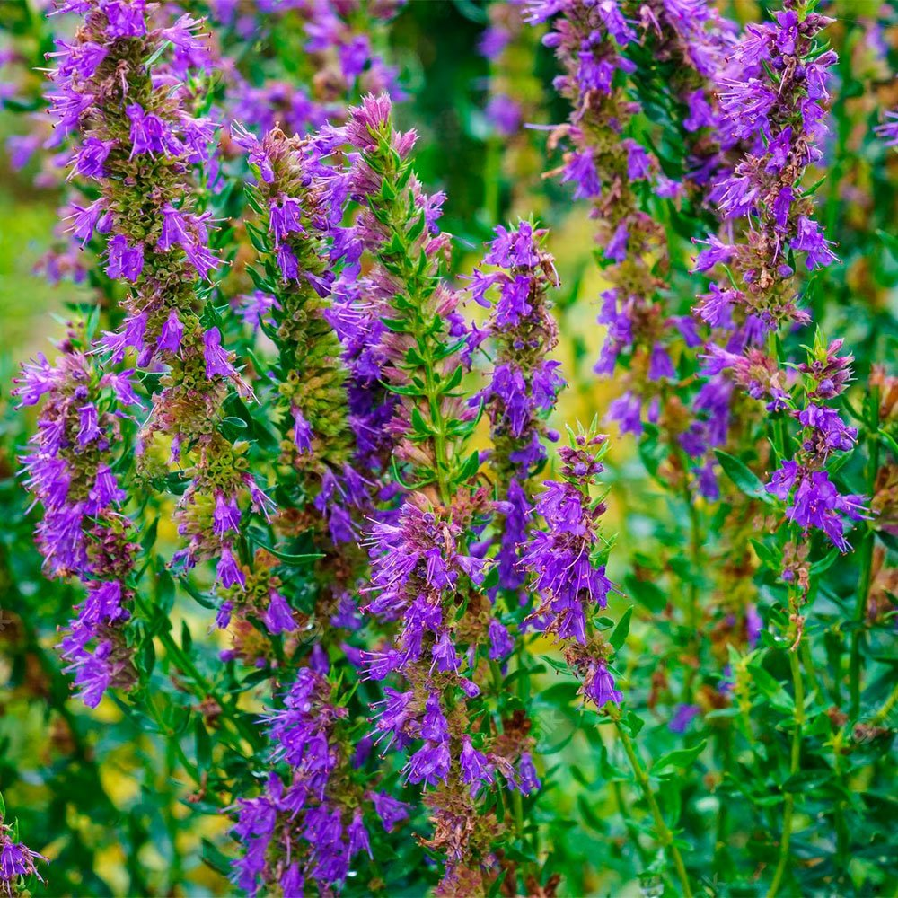 Превью изображения