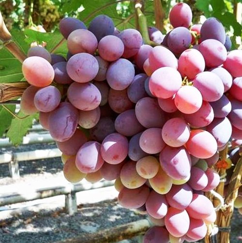 Превью изображения