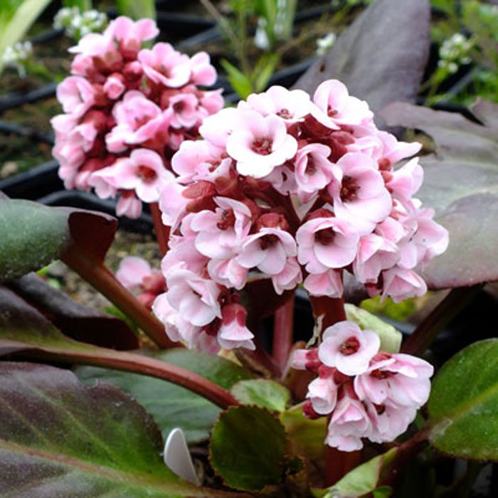 Превью изображения