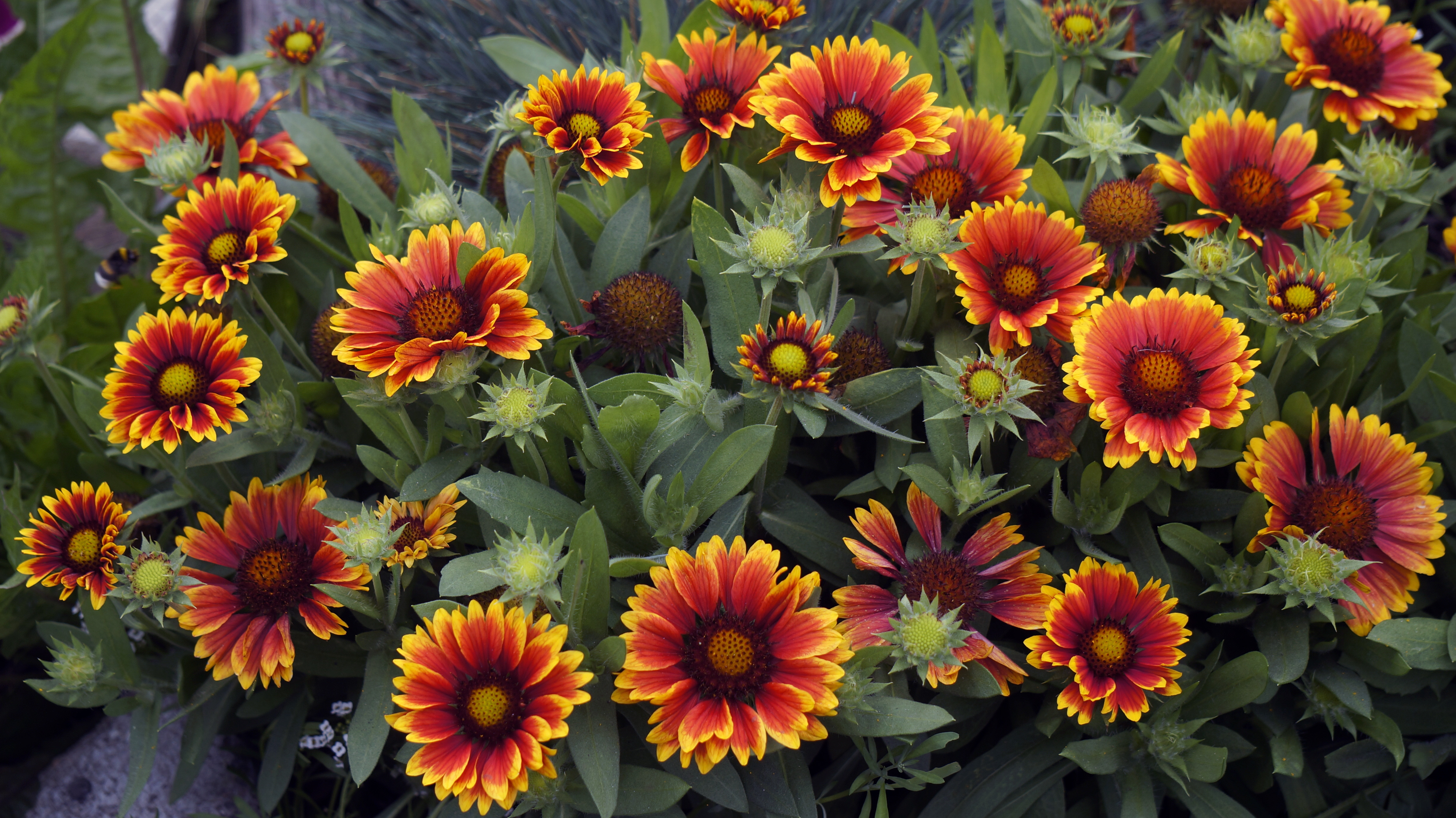 Превью изображения