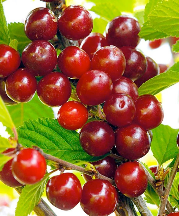 Превью изображения