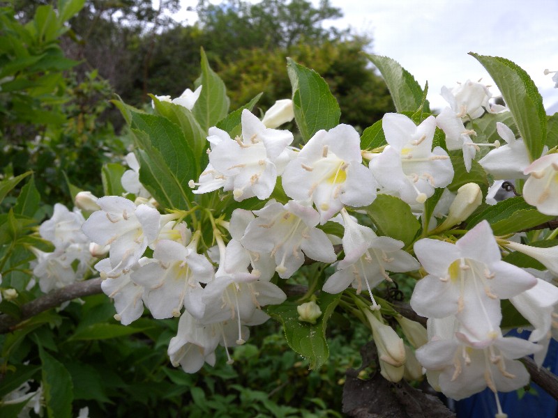 Превью изображения