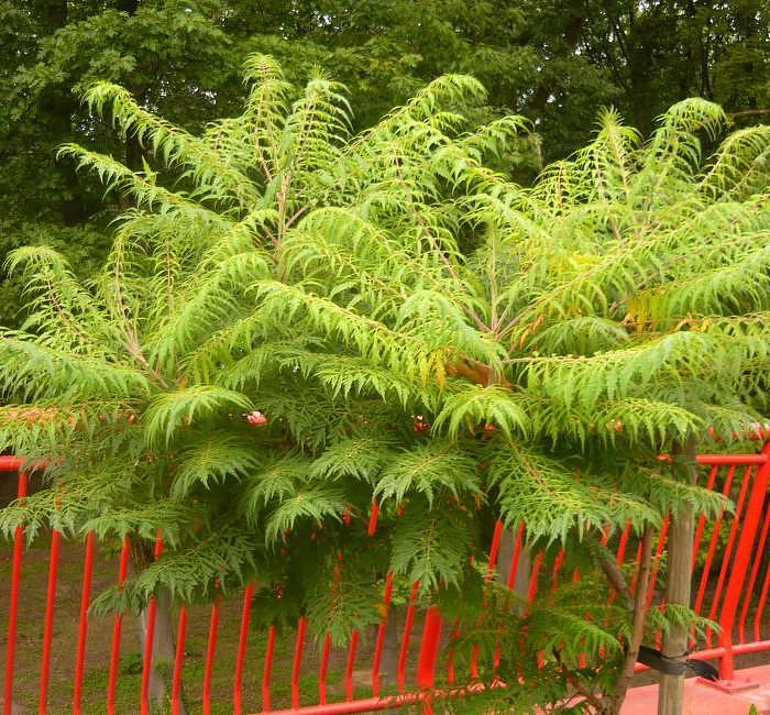 Превью изображения