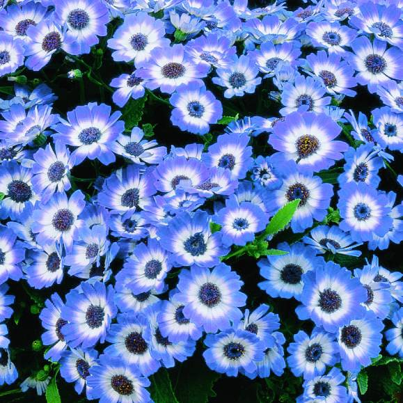 Превью изображения