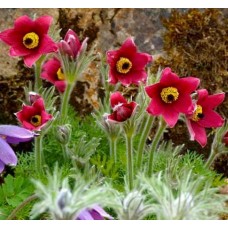 Превью изображения