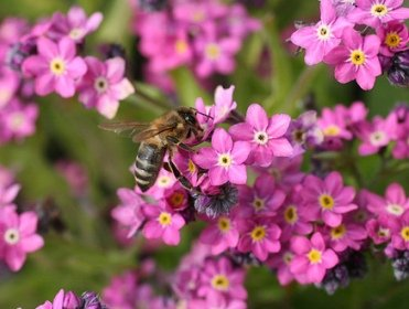 Превью изображения