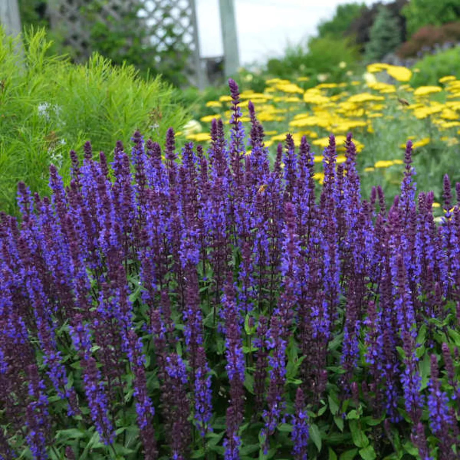 Превью изображения