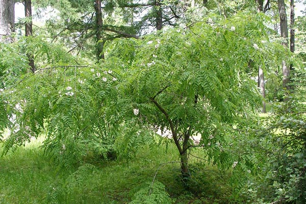 Превью изображения