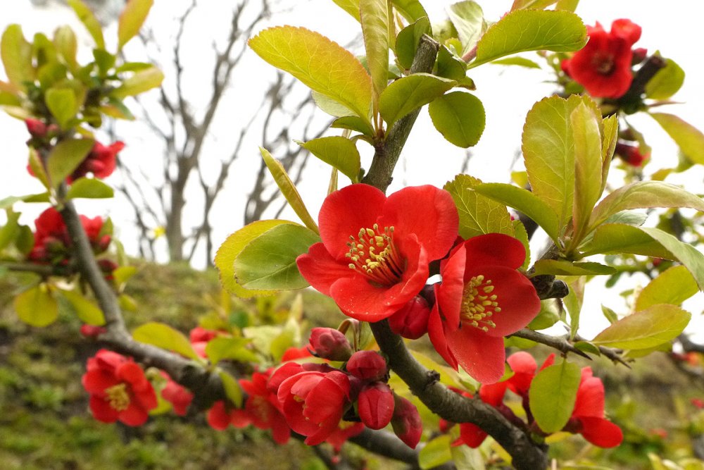 Превью изображения