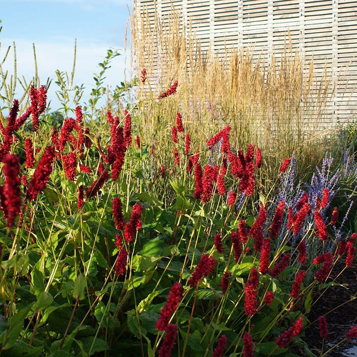 Превью изображения