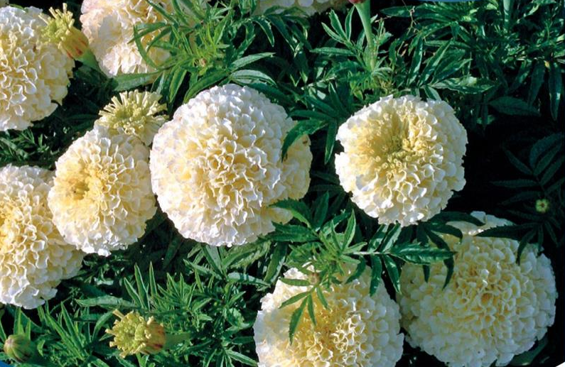 Превью изображения