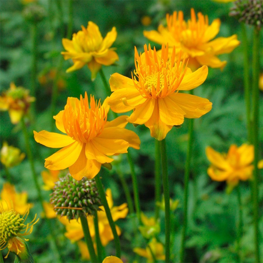 Превью изображения