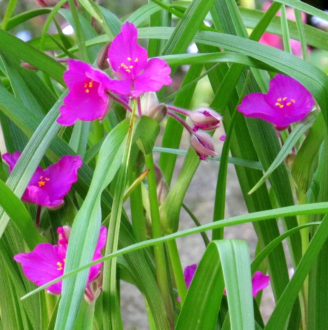 Превью изображения