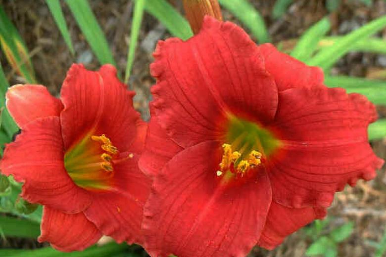 Превью изображения