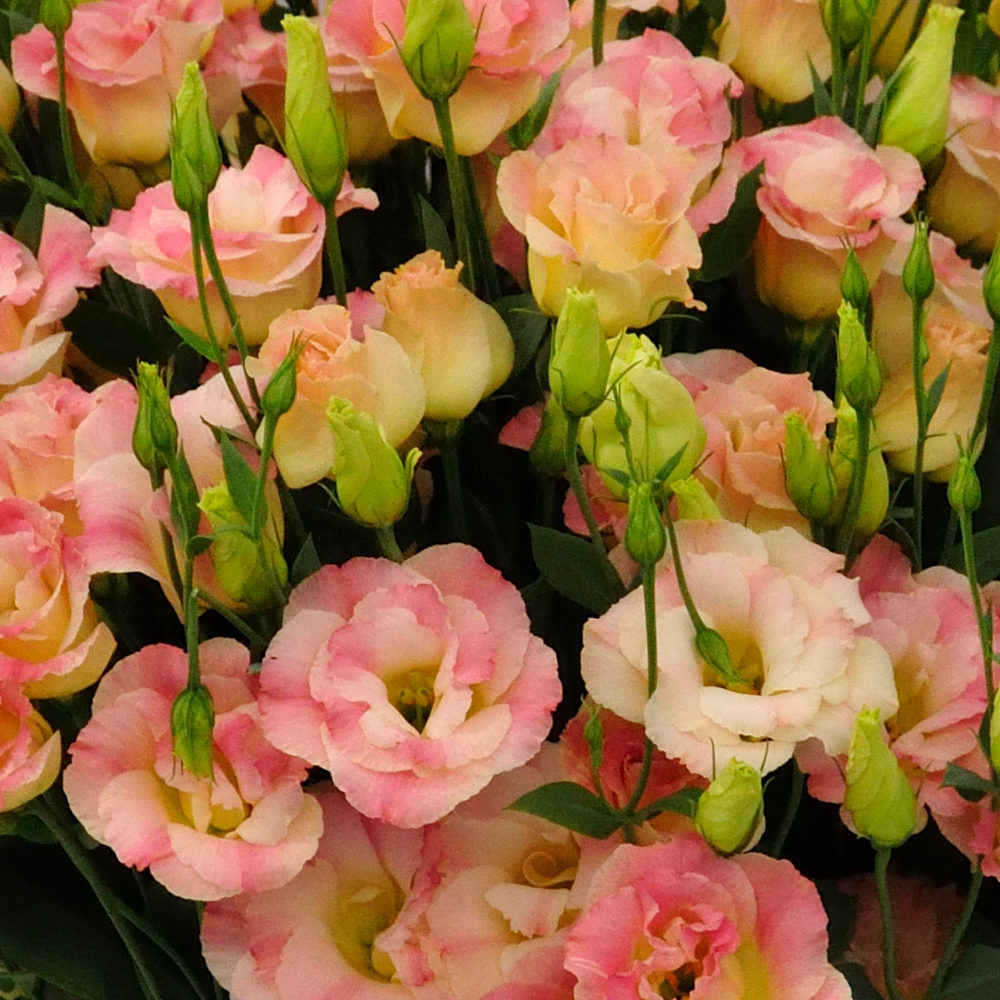 Превью изображения