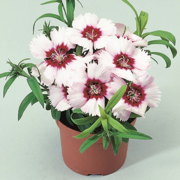 Превью изображения