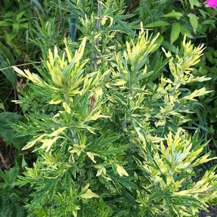 Превью изображения