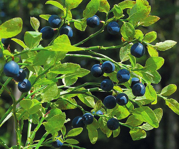 Превью изображения