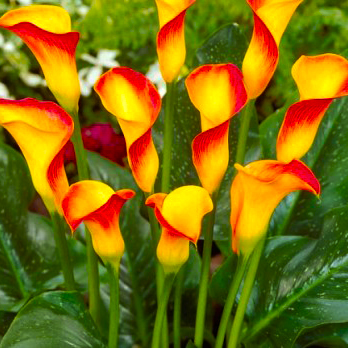 Превью изображения