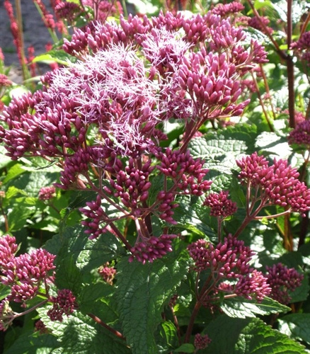 Превью изображения