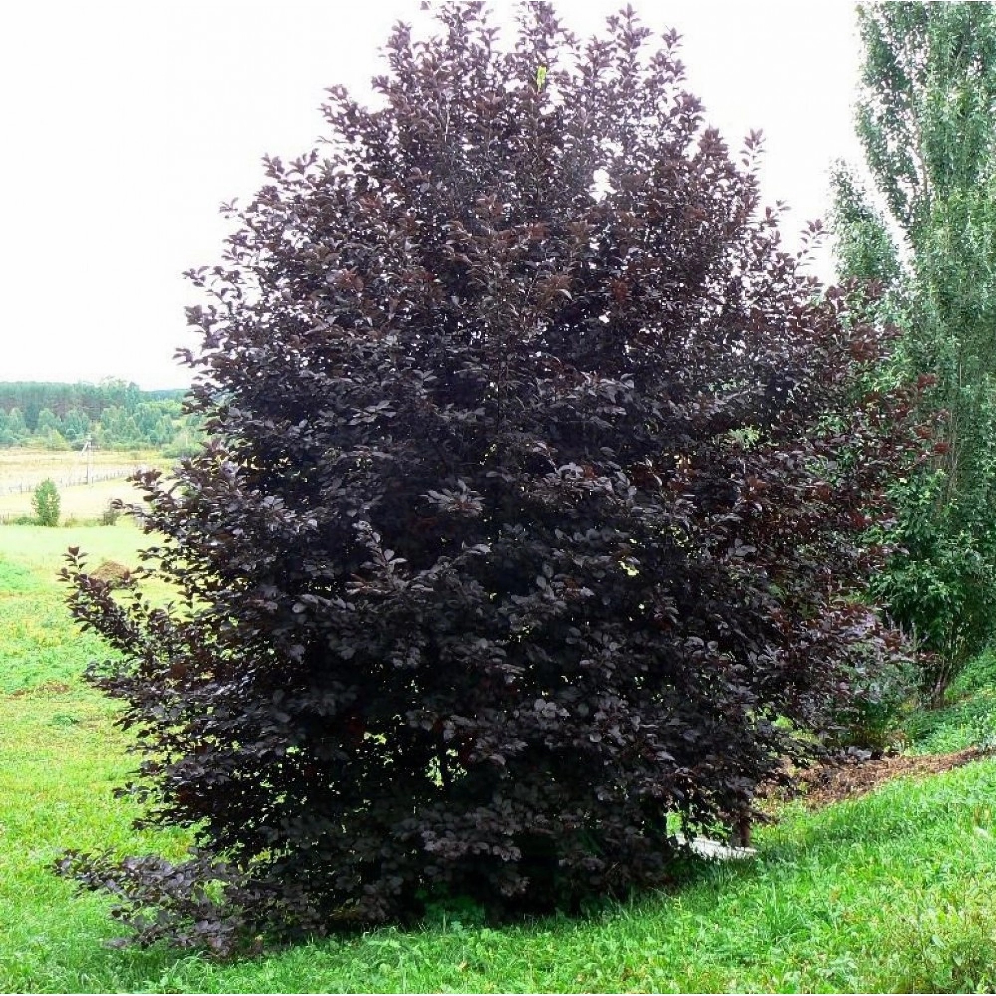 Превью изображения