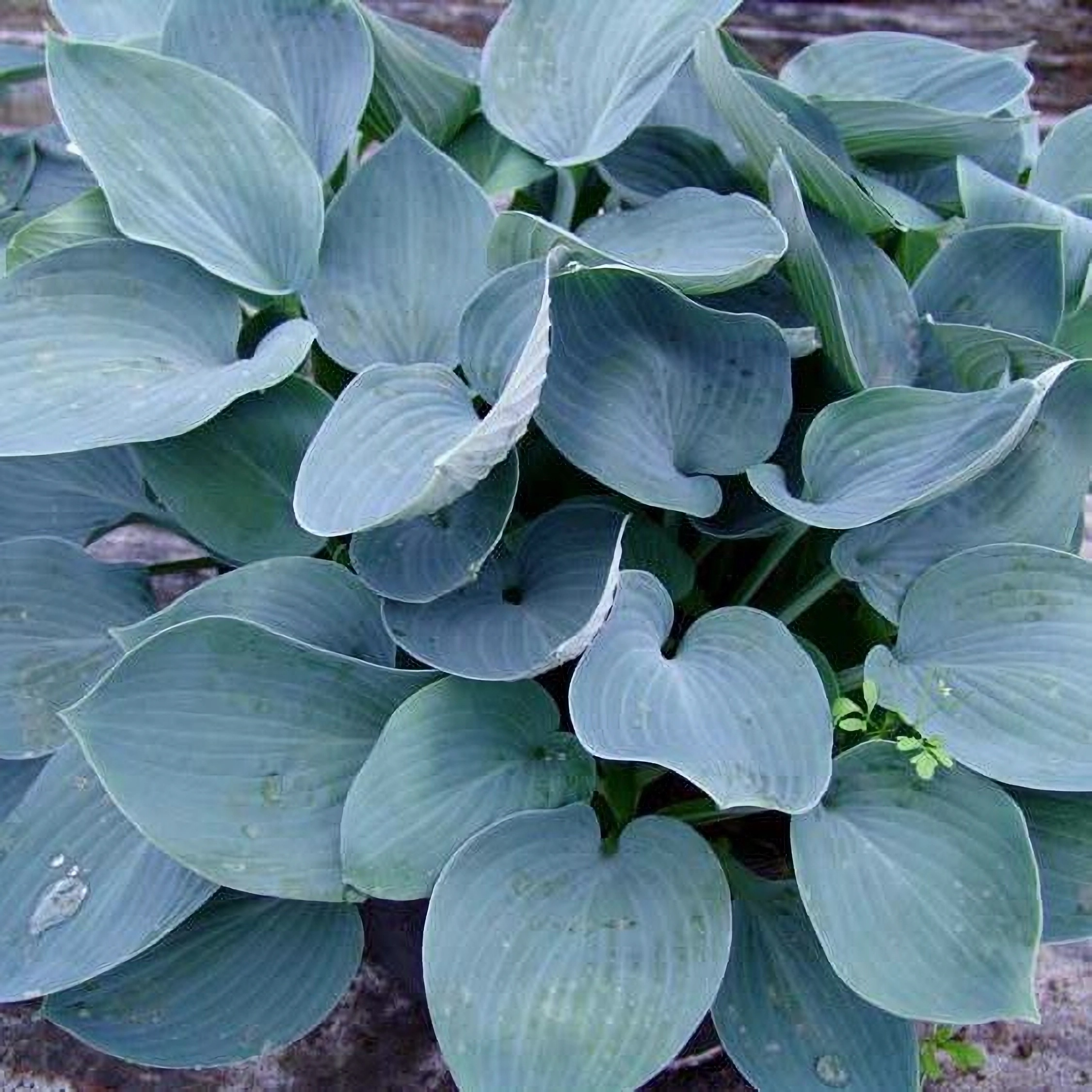 Превью изображения