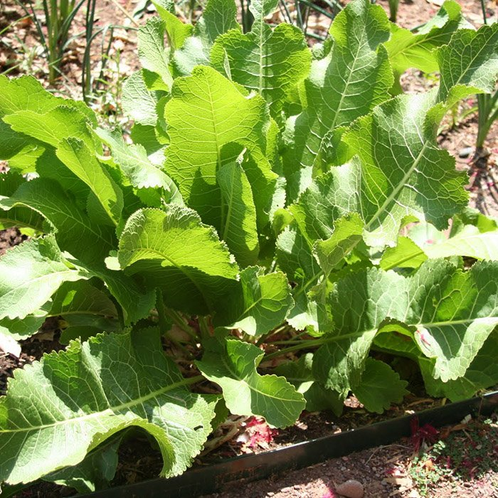 Превью изображения