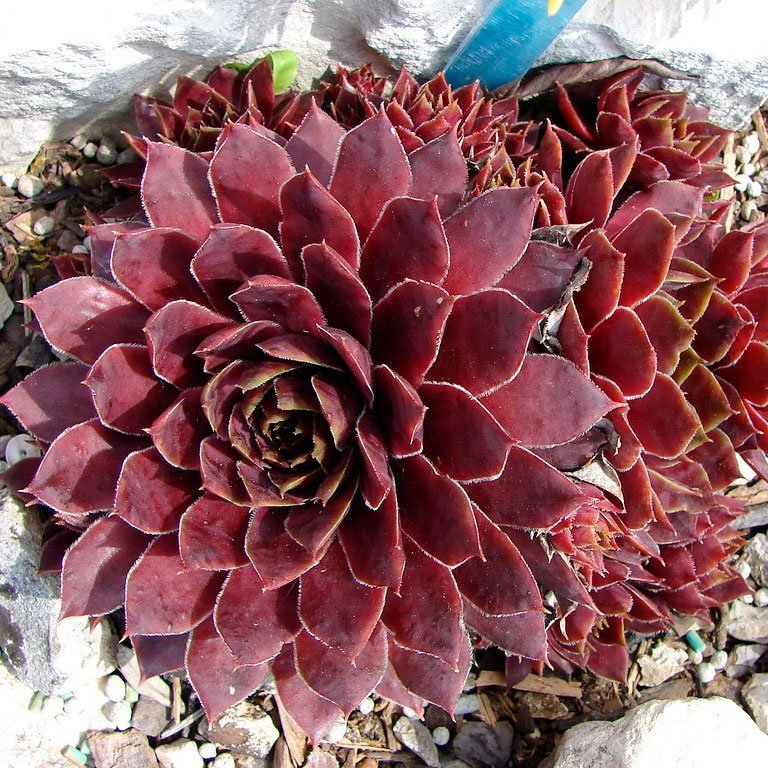 Превью изображения