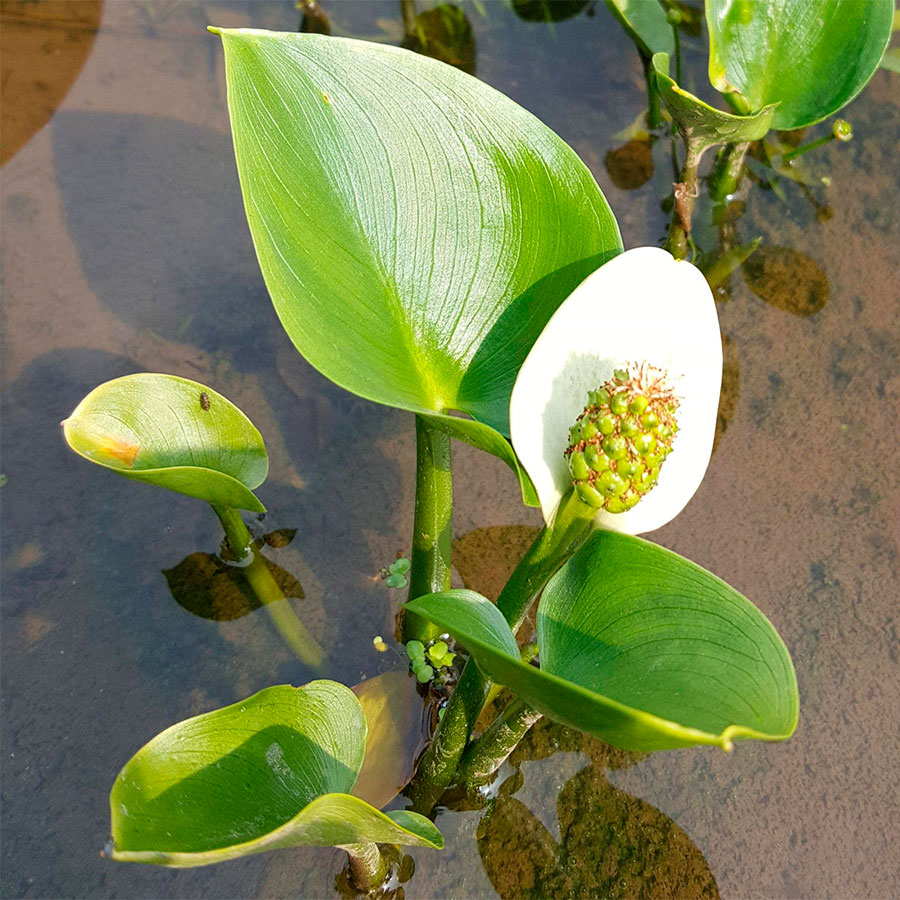 Превью изображения