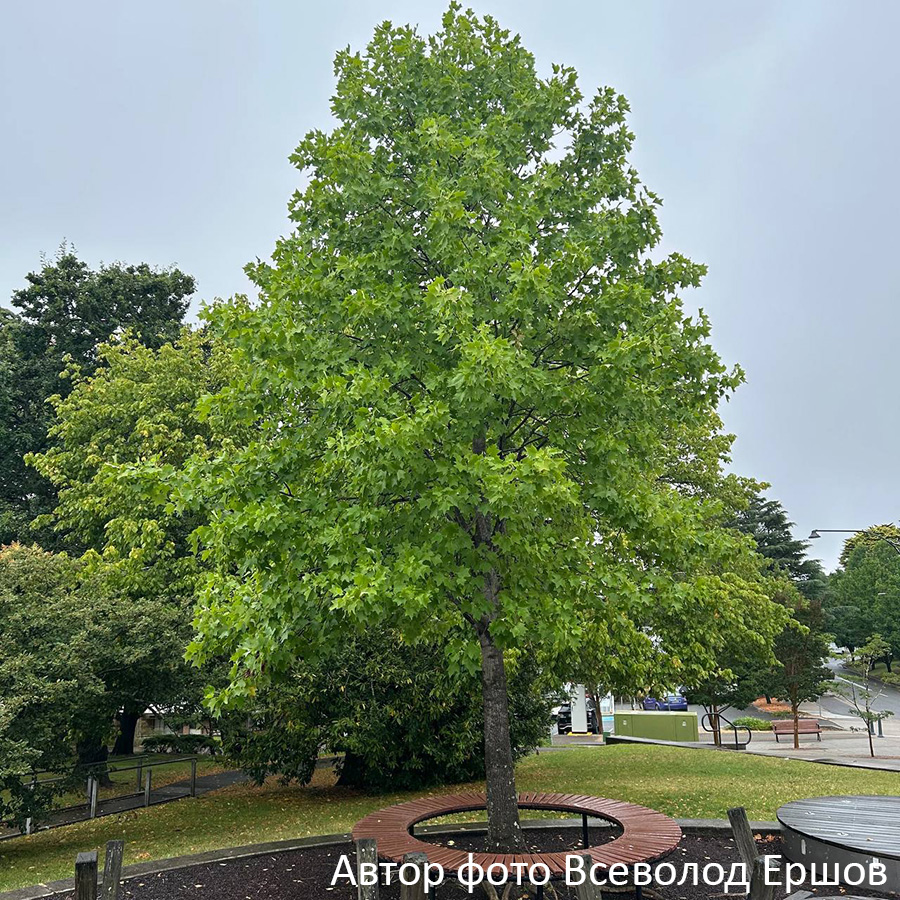 Превью изображения