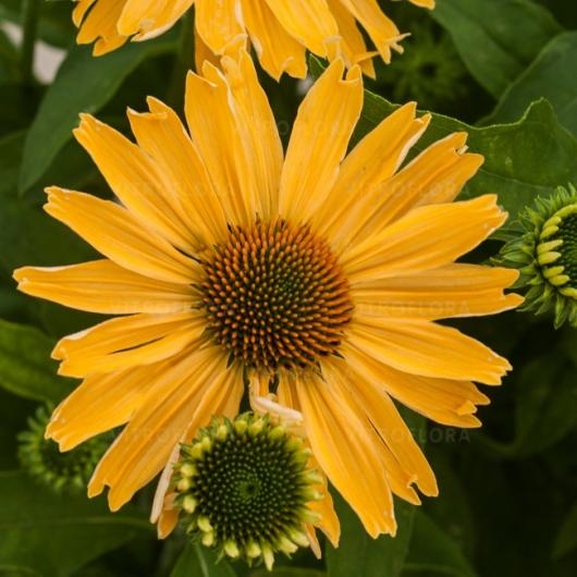 Превью изображения