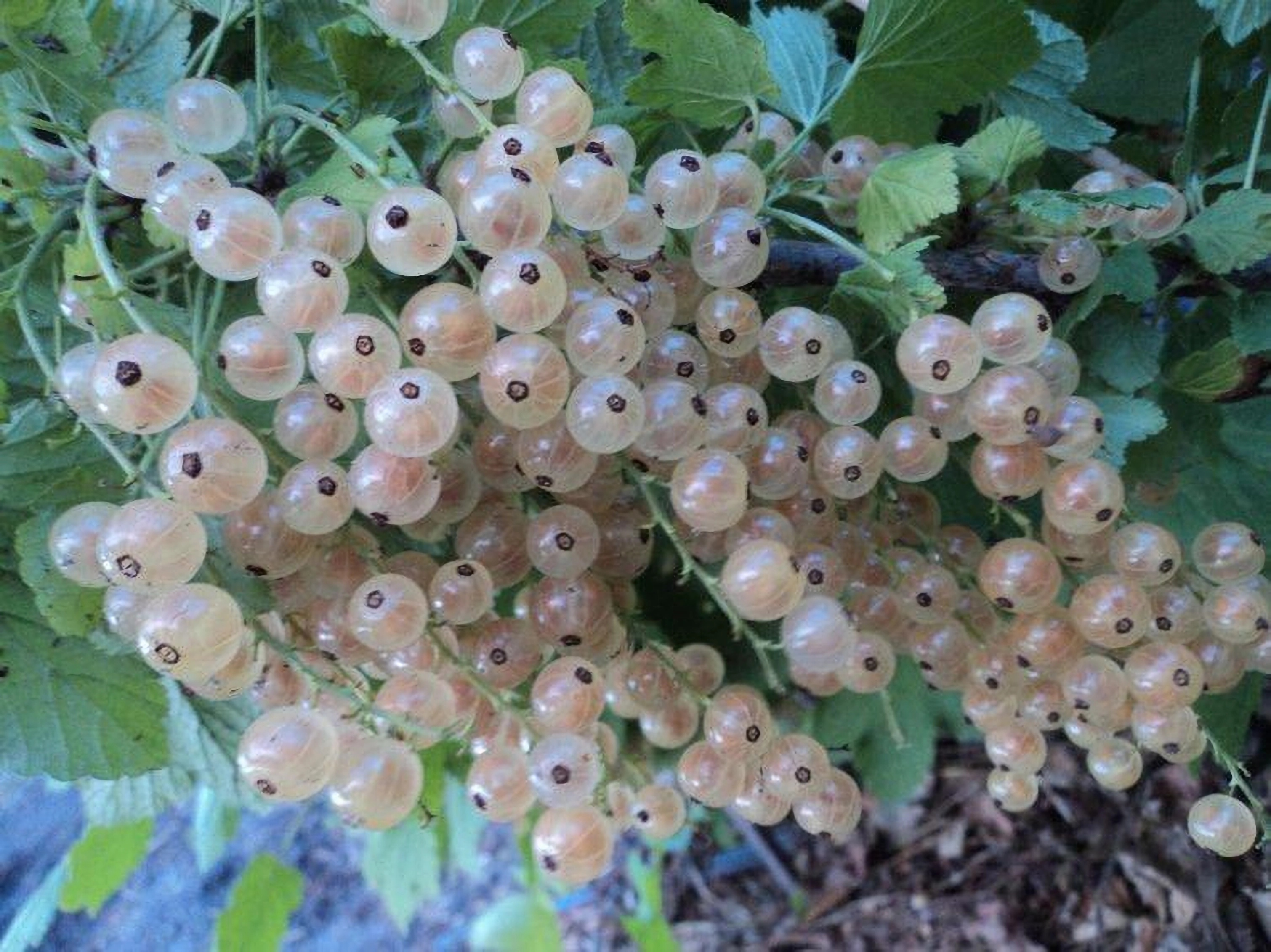 Превью изображения