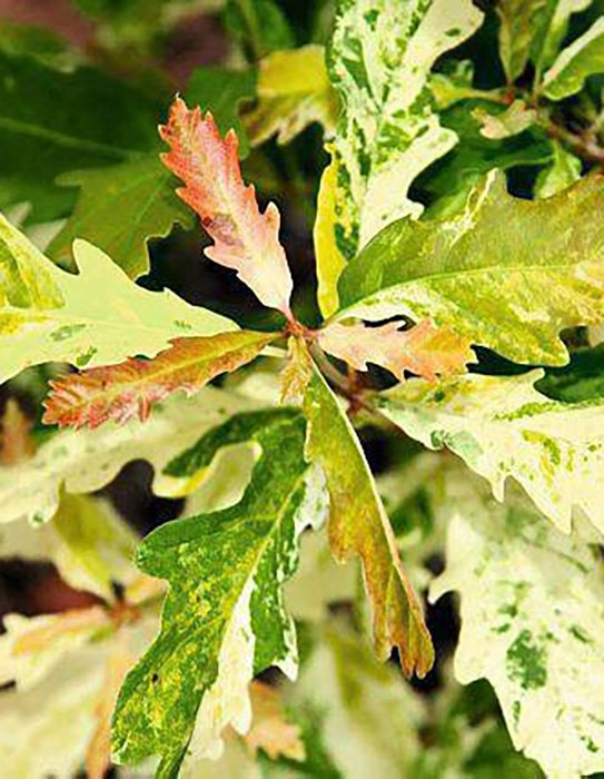 Превью изображения