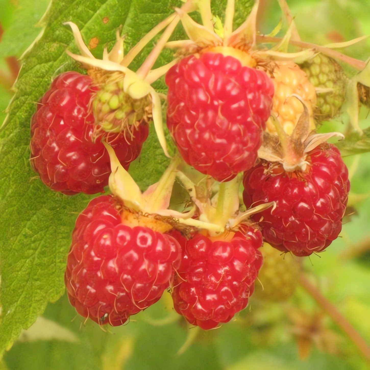 Превью изображения