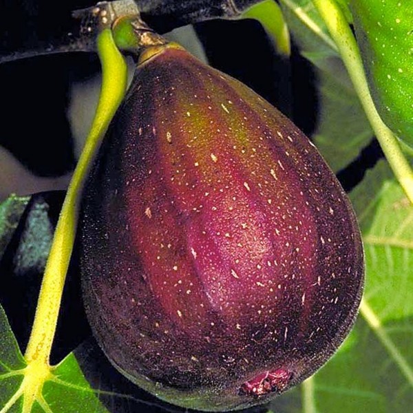 Превью изображения