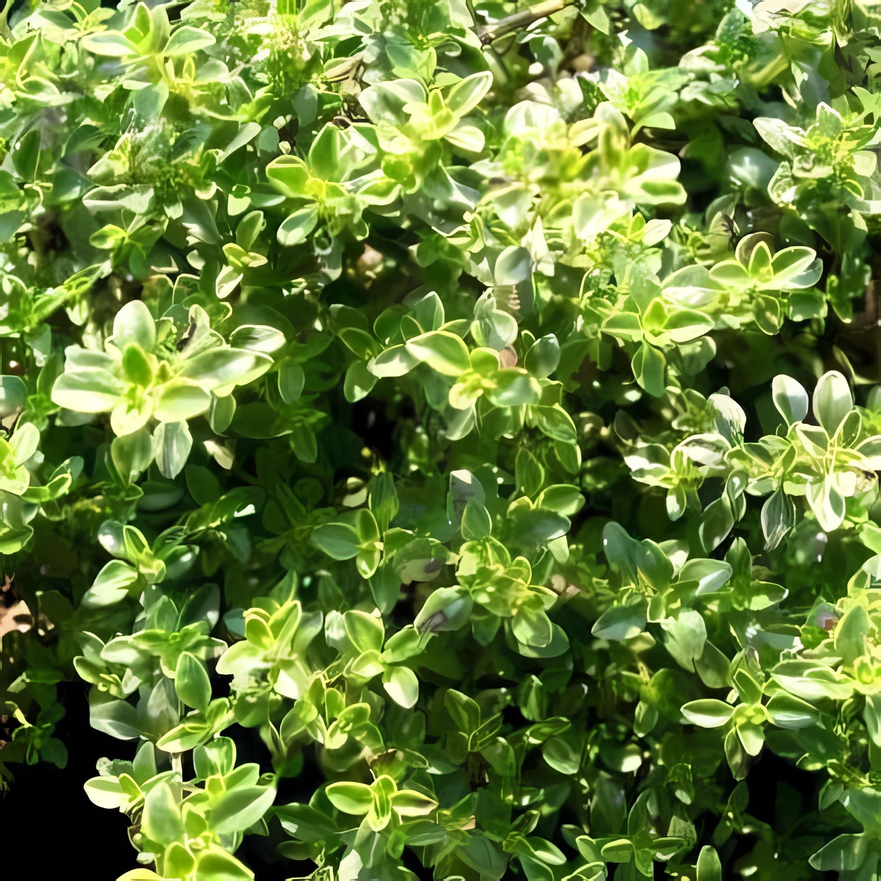 Превью изображения