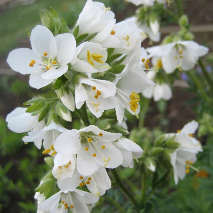 Превью изображения