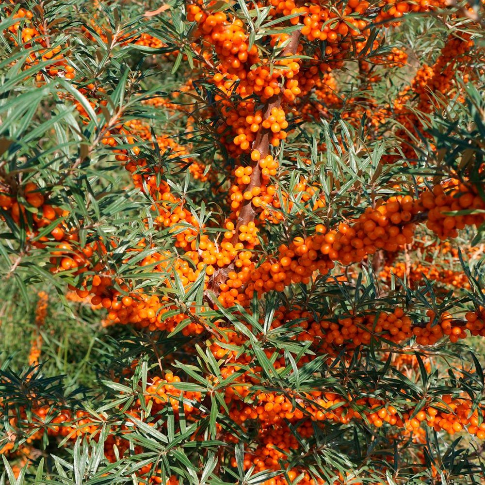 Превью изображения