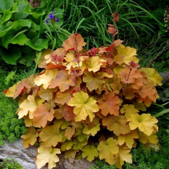 Превью изображения