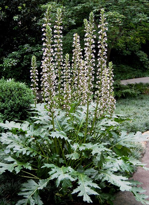 Превью изображения