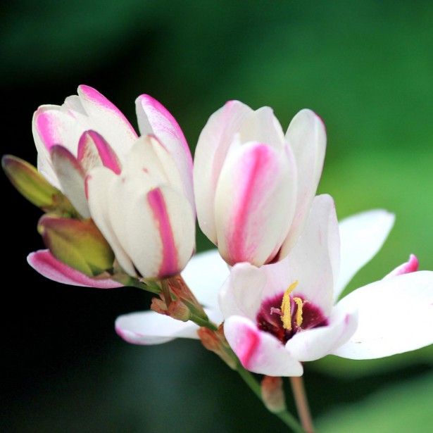 Превью изображения